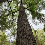 Carya illinoinensis Bark