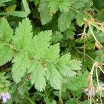 Erodium moschatum برگ