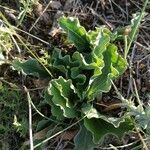 Takhtajaniantha austriaca Leaf