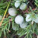 Juniperus communis Meyve