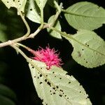 Drymonia rubripilosa Kukka