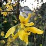 Forsythia × intermedia 花
