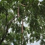 Cassia abbreviata Fruit