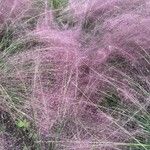 Muhlenbergia capillaris Levél