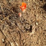 Calochortus kennedyi Flower