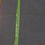 Brassavola acaulis Other