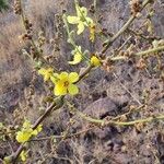 Verbascum sinuatumFlower