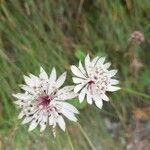 Astrantia majorBlomma