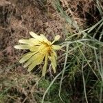 Scorzonera aristata 花