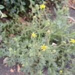 Senecio viscosus आदत