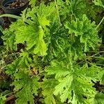 Pelargonium graveolens Feuille