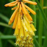 Kniphofia uvaria Blomma