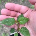 Sida spinosa Φύλλο