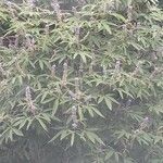 Vitex agnus-castus葉