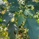 Datura ferox Leaf