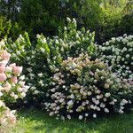 Hydrangea paniculata Blomst