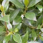 Myoporum tenuifolium ᱥᱟᱠᱟᱢ