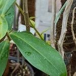 Norantea guianensis Frunză