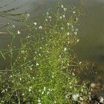 Alisma plantago-aquatica 花