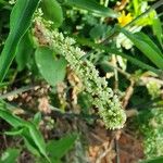 Celosia anthelminthica Kvet