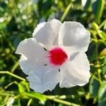 Pandorea jasminoides 花