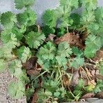 Geranium pusillumList