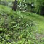 Sphenopholis intermedia Leaf