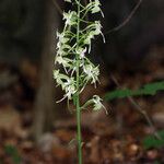 Platanthera orbiculata Çiçek