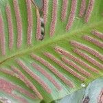 Asplenium scolopendrium Mbuma