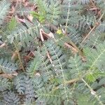 Tribulus terrestris Leaf