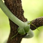 Dioscorea sansibarensis Fleur