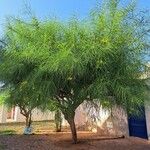 Parkinsonia aculeataYaprak