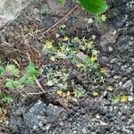 Trifolium micranthum 花