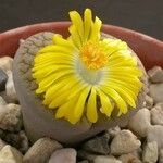 Lithops spp. Fiore
