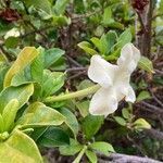 Brunfelsia americana Virág