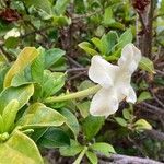 Brunfelsia americana फूल