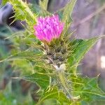 Carduus pycnocephalus Flower