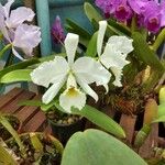 Cattleya labiata Blomma
