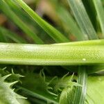 Trifolium micranthum Corteccia