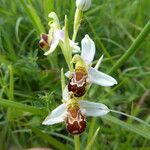 Ophrys apifera Escorça