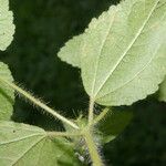 Croton hirtus Blad