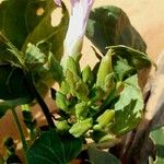 Ipomoea asarifolia Fruit