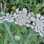 Daucus muricatus Fula