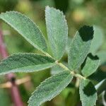 Rosa villosa Leaf