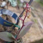 Polystachya ramulosa Flower