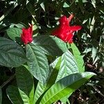 Pachystachys coccinea Fleur