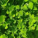 Marsilea quadrifolia Likasa
