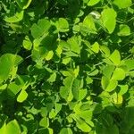 Marsilea quadrifolia Leaf