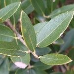 Phillyrea latifolia List