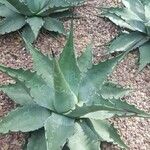 Agave spp. Feuille